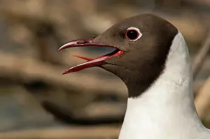 Flooded: Black-headed Gull (Larus ridibundus) portrait