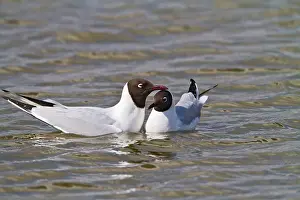 Black-Headed Gull - pair in courtship