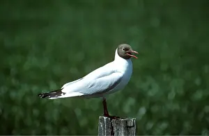 Gulls: BLACK-HEADED GULL - on post