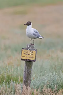 Sign: Black-headed Gull post