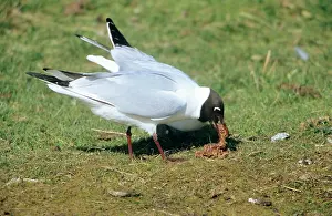 Regurgitating: Black-Headed GULL - with regurgitated lugworms