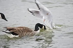 Stealing: Black headed gull - steals food from Canada goose - winter
