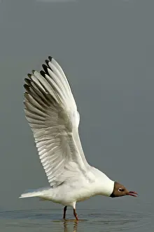 Rspb: Black-headed Gull - stretching wings