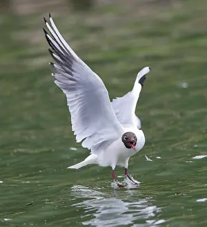 Ridibundus: Black-headed Gull - swooping to catch Mayfly