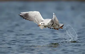 Trails: Black-headed Gull - taking off and leaving a water