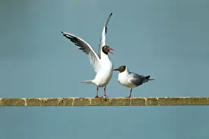 Attempt: Black-headed Gull - unsuccessful attempt at mating