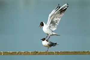 Attempt: Black-headed Gull - unsuccessful attempt at mating