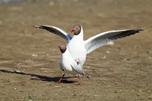 Attempt: Black-headed Gull - unsuccessful attempt at mating