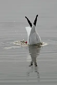 Ridibundus: Black Headed Gull - upturned in the water Holy Island