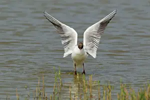 Rspb: Black-headed Gull - washing