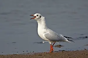 Anglia: Black-headed Gull - in winter plumage calling