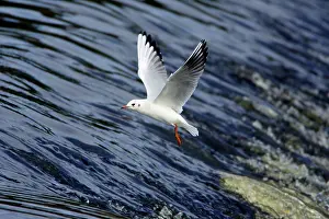 Weir: Black-headed Gull - with winter plumage, flying