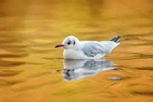 Headed: Black Headed Gull - Winter Plumage - By Yellow Boat - UK