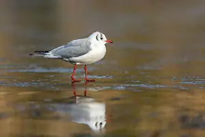 United Kingdom: Black Headed Gull - Winter - UK