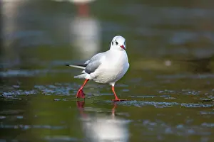 United Kingdom: Black Headed Gull - Winter - UK