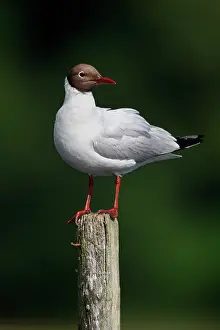 Picket: Black-headed gull on a wooden post, Semblan cay