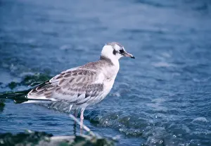 J Laurie: Black-headed Gull - young at water's edge