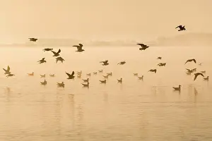 Broads: Black-headed Gulls