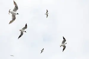 Ridibundus: Black-headed Gulls (Chroicocephalus ridibundus)