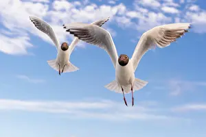 Ridibundus: Black-headed gulls (Chroicocephalus ridibundus)