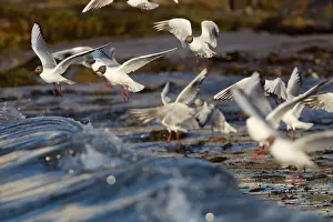 Ridibundus: Black Headed Gulls in flight feeding