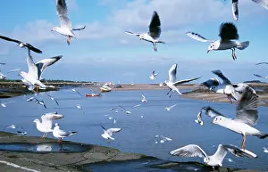 Wells: Black-headed GULLS - flock