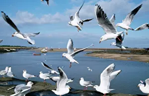 Wells: Black-headed GULLS - flock in flight