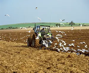 Tractors: Black-headed GULLS - flock following plough