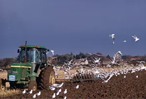 Vehicles: BLACK-HEADED GULLS - following tractor