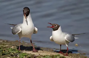 Ridibundus: Black-Headed Gulls male with food for female April