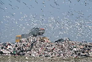 Gulls: BLACK-HEADED GULLS - Scavenging at rubbish tip