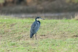 Melanocephala: Black-headed Heron