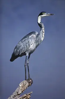 Amboseli: Black-Headed Heron