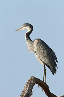 Melanocephala: Black-headed Heron