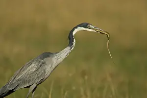 Melanocephala: Black Headed Heron, Ardea melanocephala