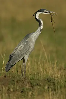 Melanocephala: Black Headed Heron, Ardea melanocephala