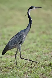 Melanocephala: Black-headed Heron, Ardea melanocephala
