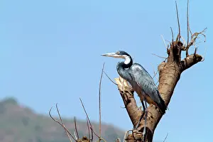 Surfbird: Black-headed Heron (Ardea melanocephala) on a tree
