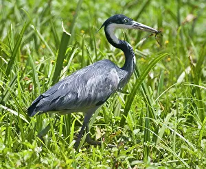 Amboseli: Black-headed Heron with frog at Amboseli