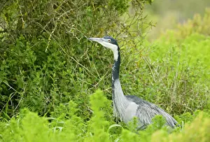 Melanocephala: Black-headed Heron. hunting - South Africa