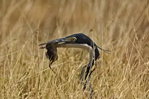 Melanocephala: Black-headed Heron with Prey