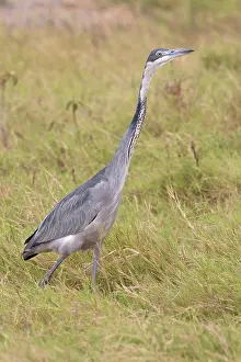 Melanocephala: Black-headed Heron walking in long grass Amboseli