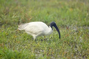 Melanocephalus: Black-Headed Ibis