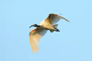 Melanocephalus: Black-headed Ibis