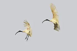 Melanocephalus: Black-Headed Ibis - in flight