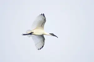 Melanocephalus: Black-Headed Ibis - in flight