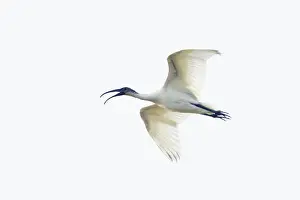 Melanocephalus: Black-Headed Ibis - in flight
