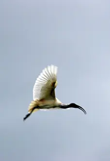 Melanocephalus: Black headed Ibis, in flight