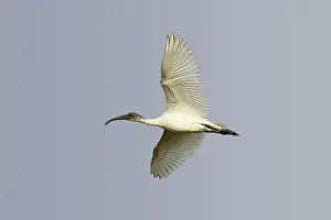 Melanocephalus: Black-Headed Ibis - in flight