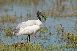 Melanocephalus: Black-headed Ibis - standing in water